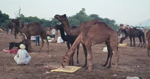 Camels at Pushkar mela camel fair festival in field eating chewing. Pushkar, Stock Footage 346190208