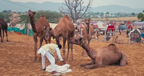 Camels at Pushkar mela camel fair festival in field eating chewing. Pushkar, Stock Footage 346190237