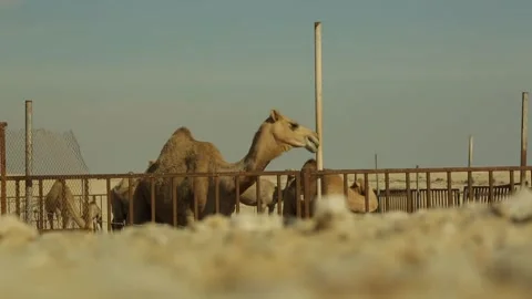 Camels in Qatar. Video stock 130879403