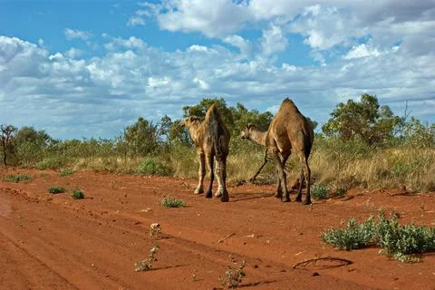 Camels at Rabbit Flat Stock Photos
