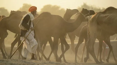 Camels in Rajasthan India Stock Footage 40348339