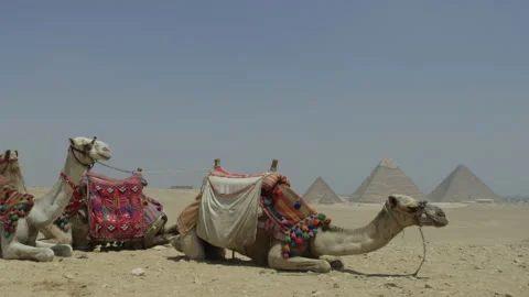 Camels Relaxing In Front of Pyramids of Egypt	 Stock Footage