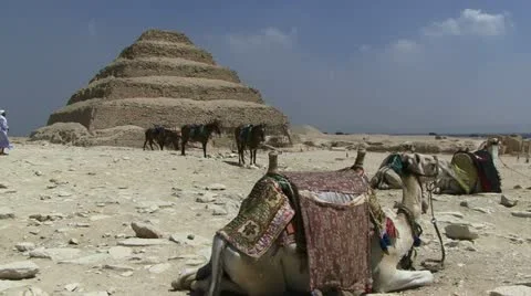 Camels resting with background step pyramid Stockbeeldmateriaal 11876009