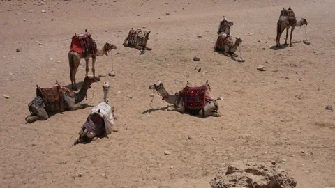 Camels resting in the desert, Cairo, Egypt Stock Footage 295960751