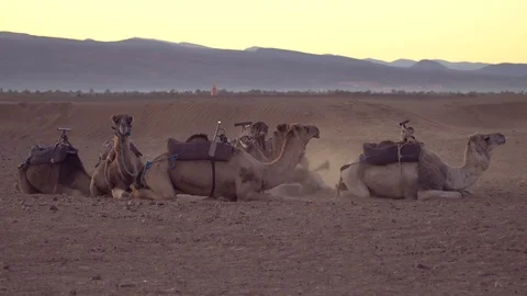 Camels resting in the desert at sunset 스톡 동영상 125249852
