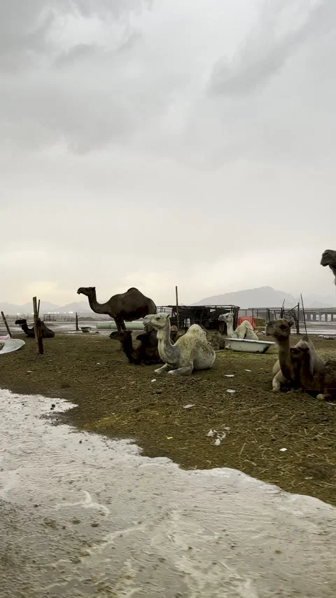 Camels Resting During Rare Rain in Arabian Desert Stock Footage 332555022