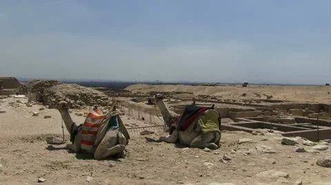 Camels resting on sand in egypt Video stock 12046092