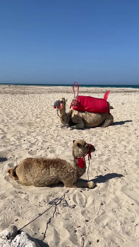 Camels resting on sandy beach ocean view Djerba Tunisia travel HD vertical Stock-Footage 342078486