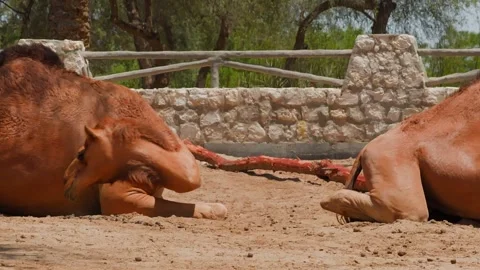 Camels resting, standing, moving in enclosure with stone wall Stock Footage 345701237