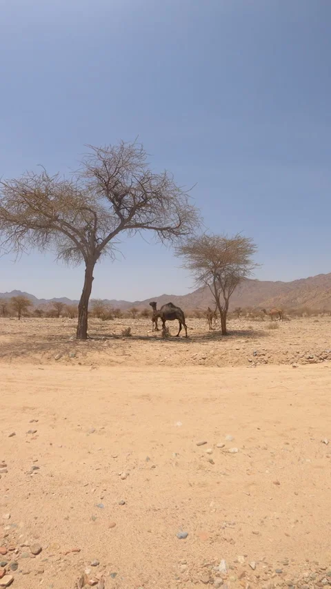 Camels Resting Under Desert Trees in Arid Mountain Landscape Stock Footage 320456947