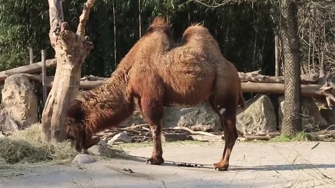 Camels in a ring Stock Footage 73447599