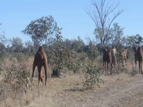 CAMELS ON THE ROAD SIDE Stock Footage 100271677
