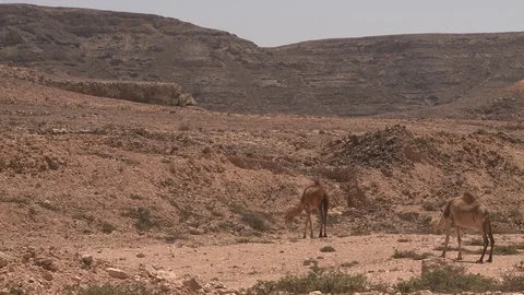 Camels in a rocky desert Stock Footage 73661182