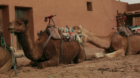 Camels with saddle sitting in front of a red-brown wall Stock Footage 38037779
