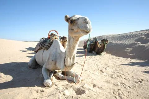 Camels in sahar 写真素材