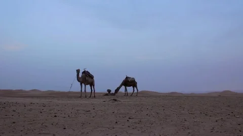 Camels in Sahara, Morocco Video stock 76846536