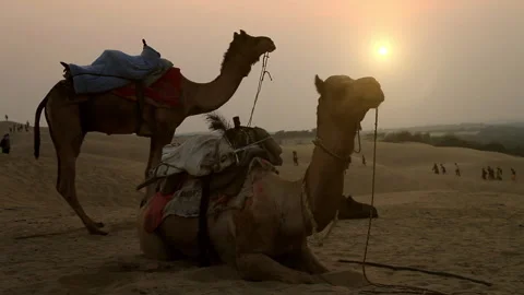 Camels siting in the desert after a long journey Stock Footage 233396310
