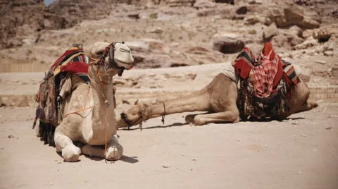 Camels sitting in the desert Vidéo 61199991