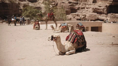 Camels sitting in the desert Stock Footage 61200626