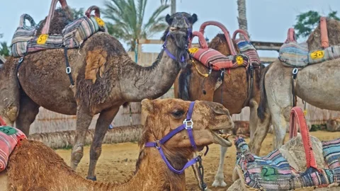 Camels Sitting Down, Chewing  Stock-Footage 90690213