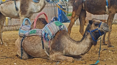 Camels Sitting Down Stock Footage 90690316