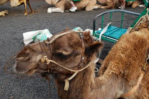 Camels sitting 写真素材