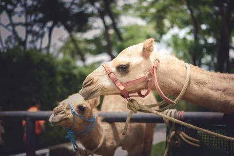 Camel's smiling face Stock Photos