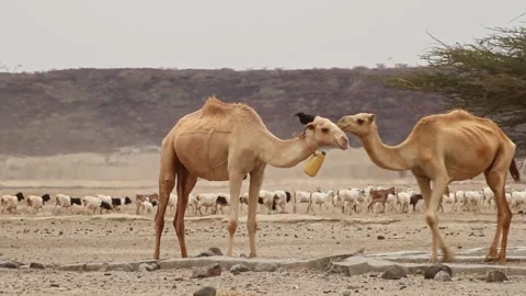 Camels stand in the desert heat Stock Footage 293304359
