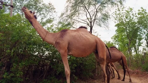 Camels standing in a Natural Setting Stock Footage 290115875