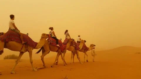 Camels in the storm Stock Photos