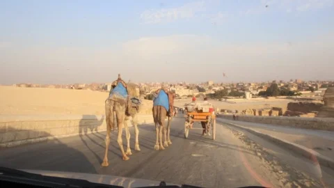 Camels on the street in Cairo Stock Footage 96387394