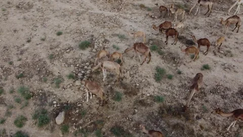 Camels strolling in the desert Stock Footage 282710059