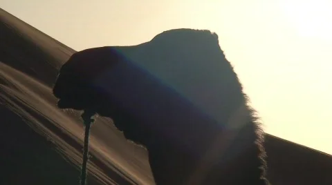 Camels in the Sun Видео 286078