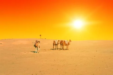 Camels at Sunset Foto stock
