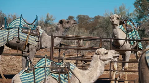 Camel's tail wagging while sitting on a sunny day Stock Footage 294649170