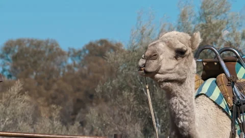 Camel's tail wagging while sitting on a sunny day Video stock 294649266