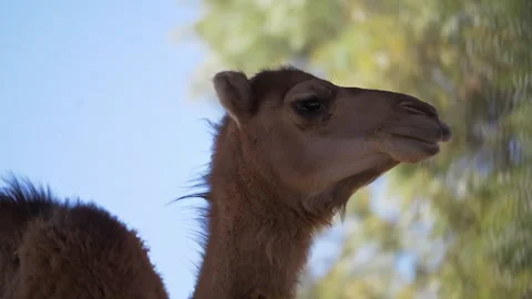 Camel's tail wagging while sitting on a sunny day Video stock 294649455