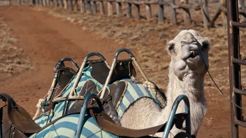 Camel's tail wagging while sitting on a sunny day Stock Footage 294649472
