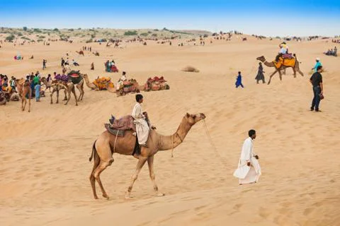 Camels in Thar desert Stock Photos