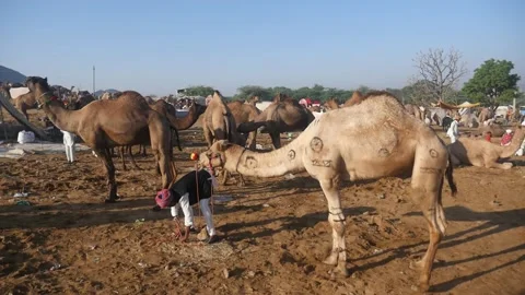 Camels trader in pushkar fair Video stock 201071152
