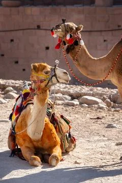 Camels under red rocks in Petra, Jordan Stock Photos