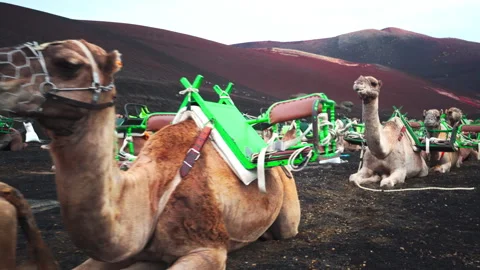 Camels in volcanic desert with dramatic clouds Video stock 318803561