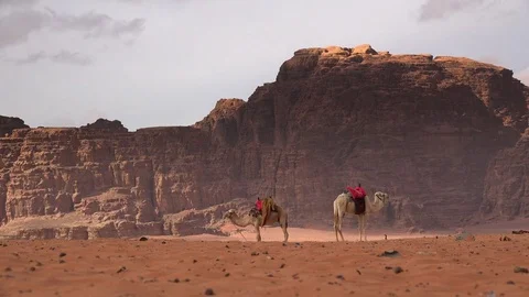 Camels in wadi rum 2 Video stock 83613283