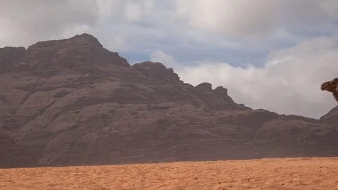 Camels in wadi rum 6 Stock Footage 83613150