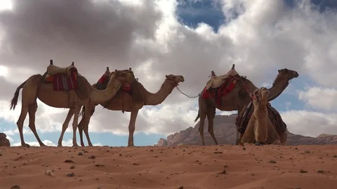 Camels in wadi rum 7 Stock Footage 83613043