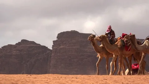 Camels in wadi rum 8 Stock Footage 83612916