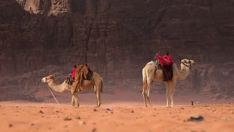 Camels in Wadi Rum Video stock 83613411