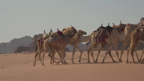 Camels in wadi rum Stockbeeldmateriaal 315966353