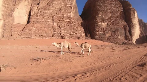 Camels in Wadi Run in Jordan Stock Footage 169478748