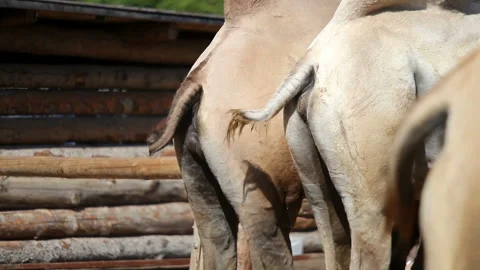 Camels wagging tails Stock-Footage 90854426
